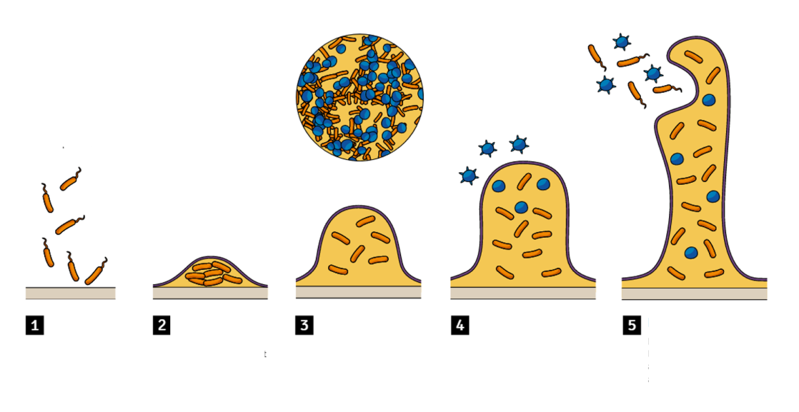 Biofilm formation process on pipe surfaces